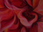 intense pink rose; centre detail ( further)
